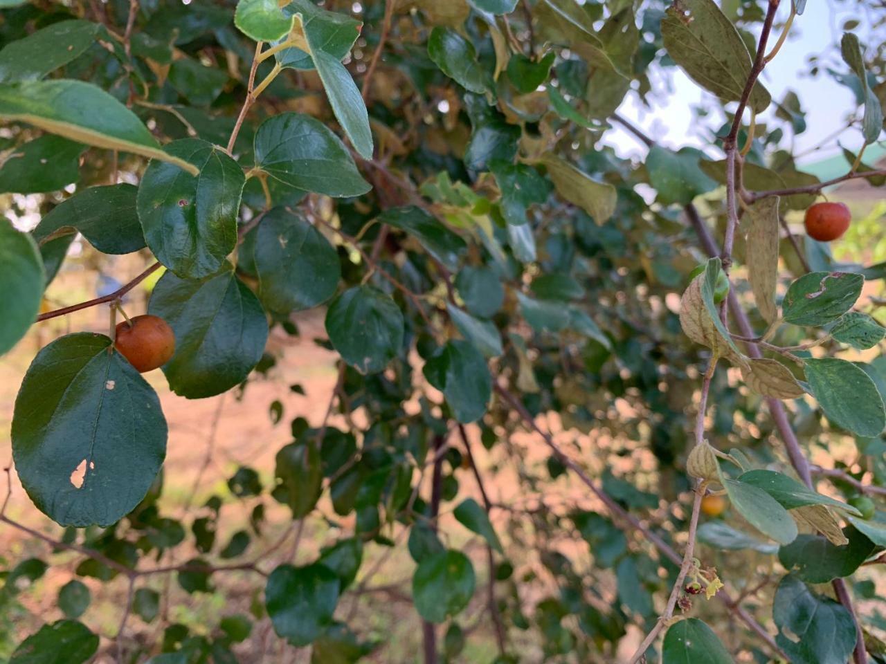 לינה וארוחת בוקר טיסמהרמה Thihawa Eco Huts Yala מראה חיצוני תמונה